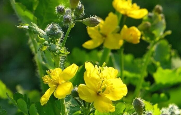 Celandine